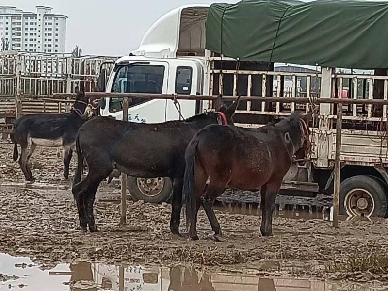 【甘肃马驹】肉马现货供应价格优惠欢迎咨询有优惠