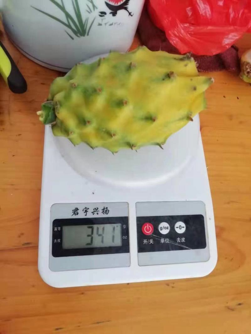50公分长以上燕窝火龙果苗黄色火龙果苗麒麟果