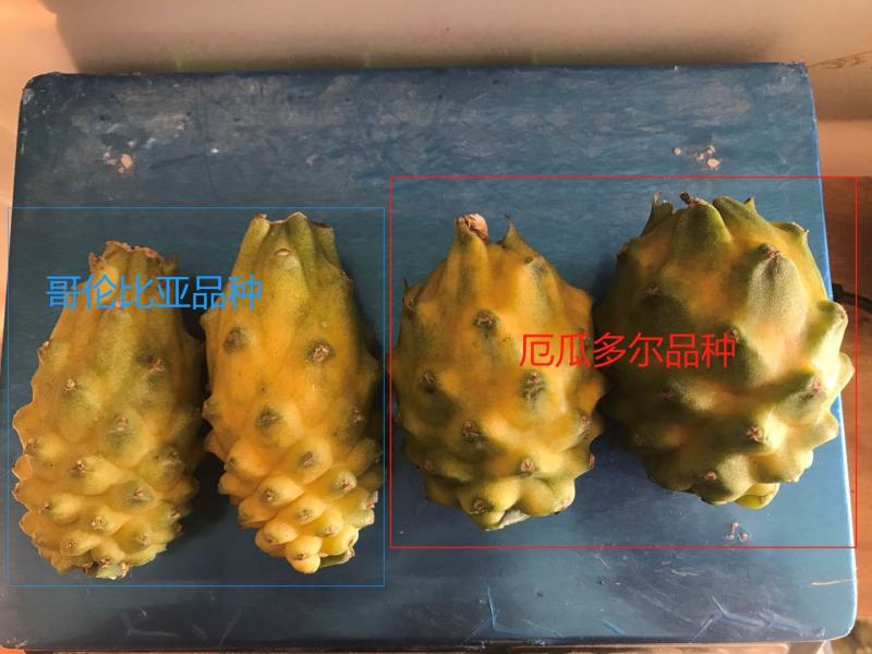 50公分长以上燕窝火龙果苗黄色火龙果苗麒麟果