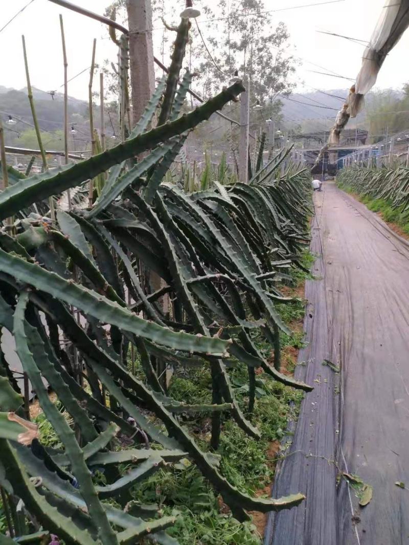 50公分长以上燕窝火龙果苗黄色火龙果苗麒麟果