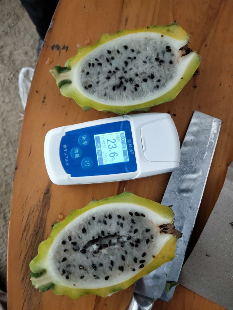 50公分长以上燕窝火龙果苗黄色火龙果苗麒麟果