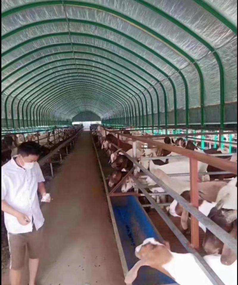天津棚钢管，包塑镀锌管包塑镀锌椭圆管，厂家直发，质量保证