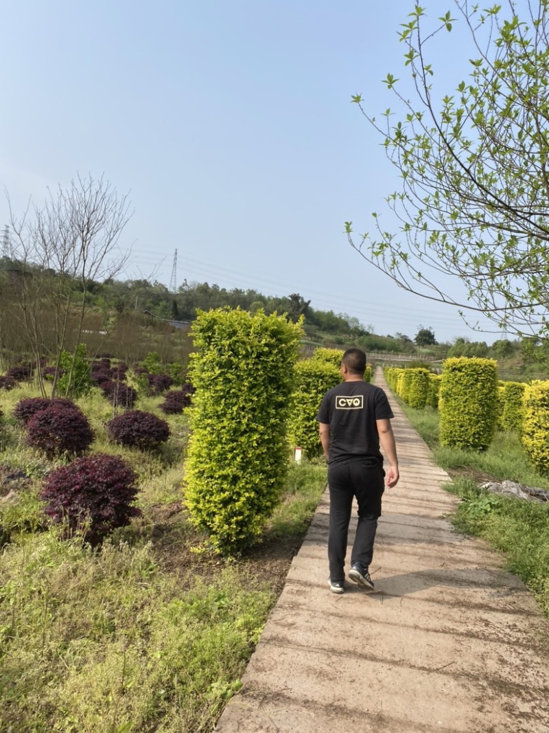 草皮基地直销价格便宜