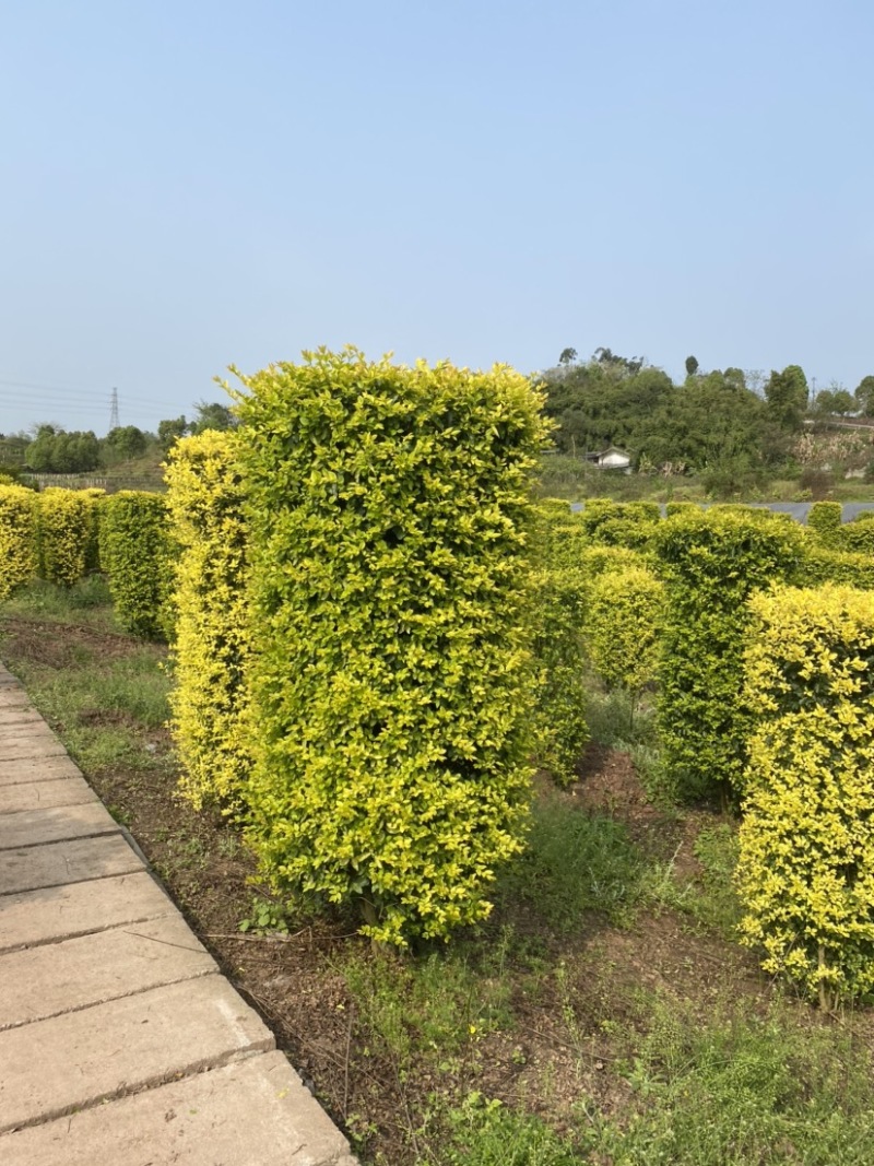 草皮基地直销价格便宜