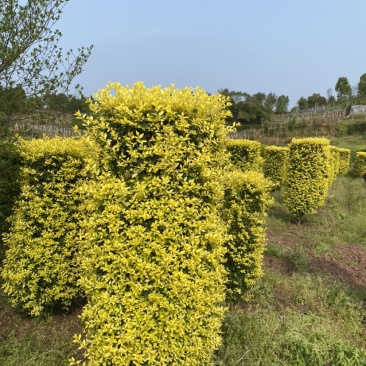 草皮基地直销价格便宜