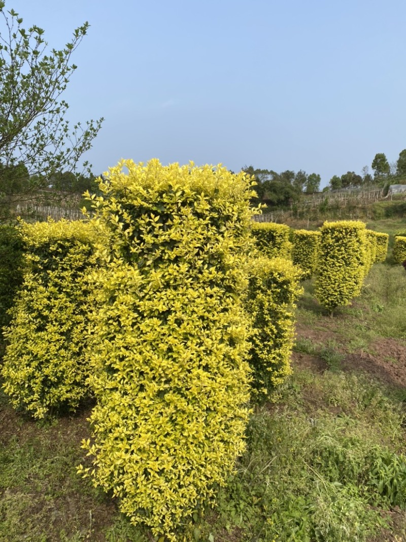 草皮基地直销价格便宜