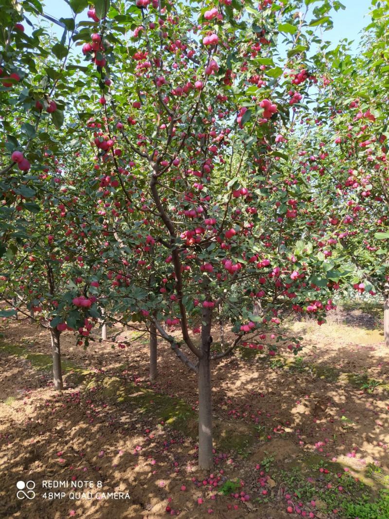 八棱海棠树，8-10.10-12公分，12-15公分，
