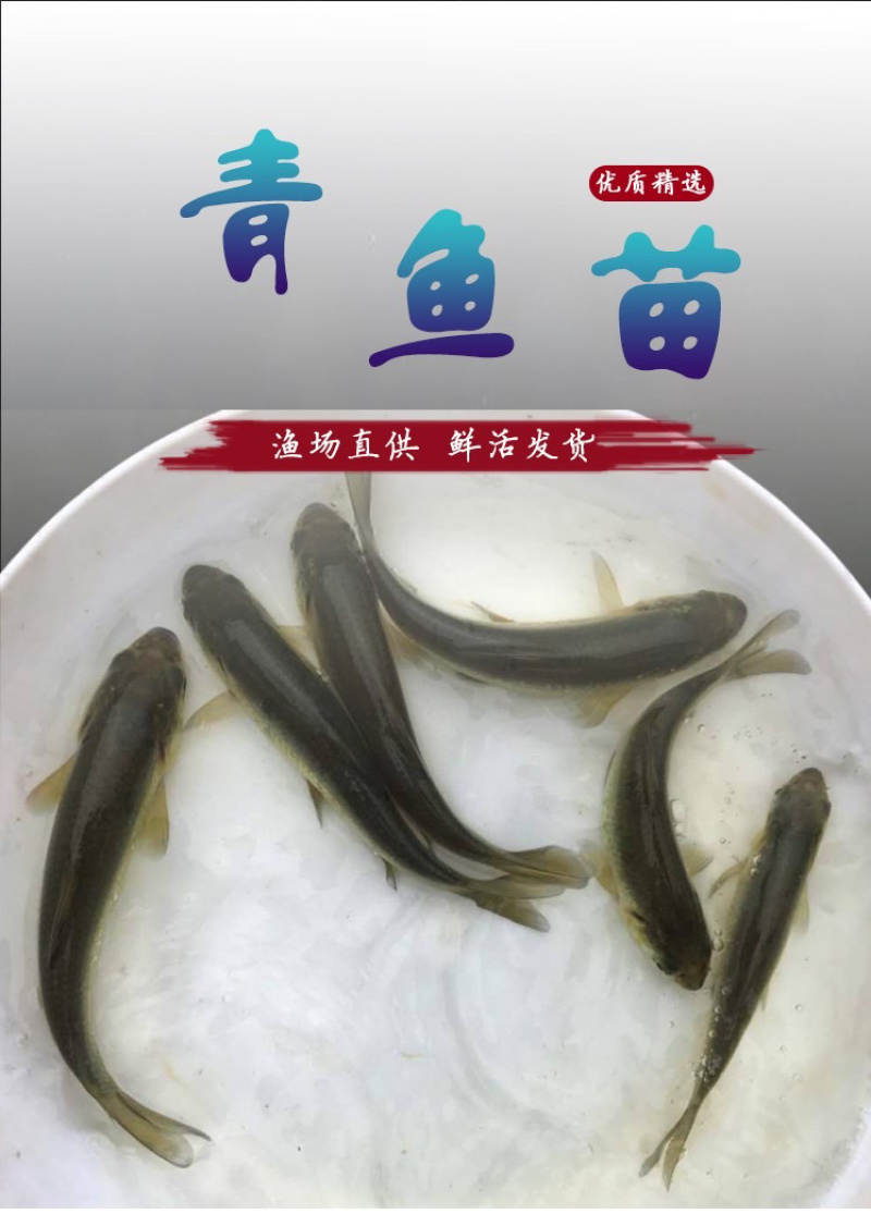 青鱼螺蛳青鱼苗乌鲩乌青黑鲩鱼苗四大家鱼苗