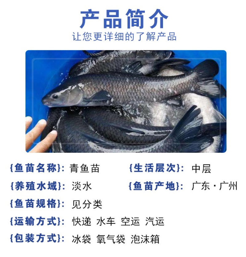 青鱼螺蛳青鱼苗乌鲩乌青黑鲩鱼苗四大家鱼苗