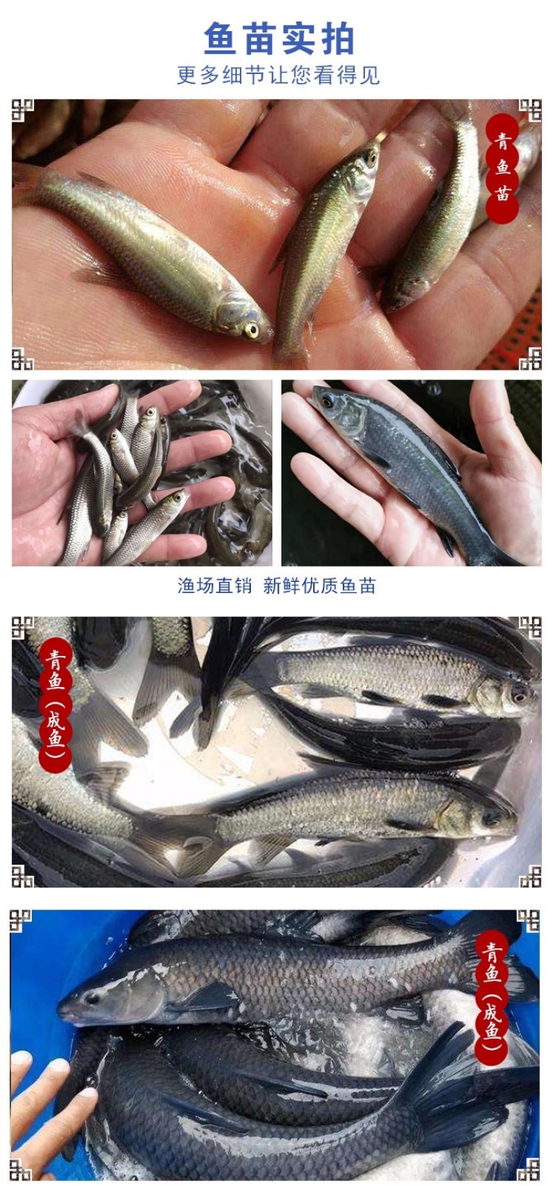 青鱼螺蛳青鱼苗乌鲩乌青黑鲩鱼苗四大家鱼苗