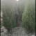 侧柏苗高度80--100--150--200公分杯苗