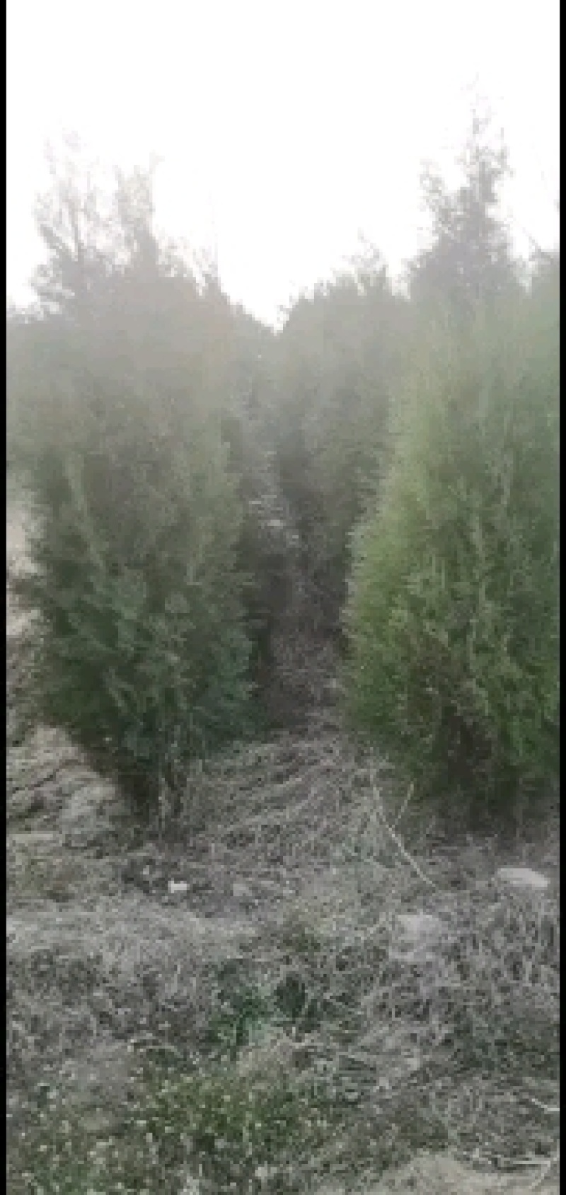 侧柏苗高度80--100--150--200公分杯苗