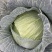 精品包菜湖北甘蓝奥奇娜扁包菜平包菜基地直供质量保证