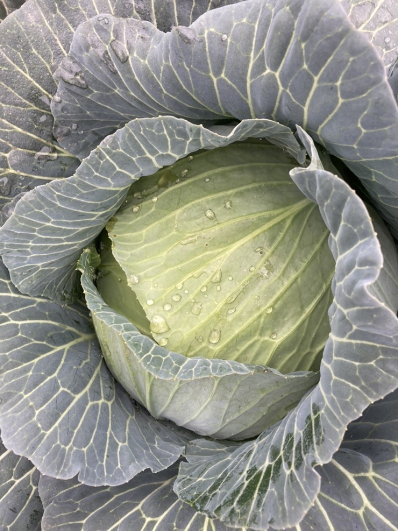 精品包菜湖北甘蓝奥奇娜扁包菜平包菜基地直供质量保证