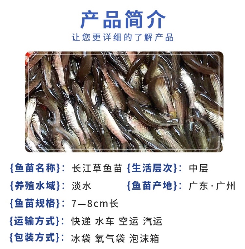 草鱼苗草鲩鱼苗脆肉鲩鱼苗四大家鱼草鱼水花淡水养殖