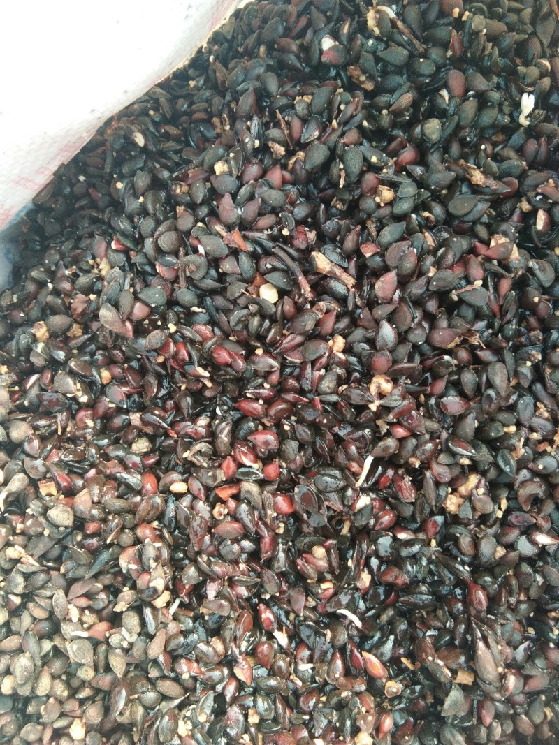 【不发芽10倍退款】苹果种子苹果种子种植技术包教包会种植