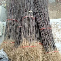 花椒苗大红袍花椒苗无刺花椒苗品种纯1-2年苗