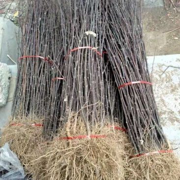 花椒苗大红袍花椒苗无刺花椒苗品种纯1-2年苗