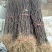 花椒苗大红袍花椒苗无刺花椒苗品种纯1-2年苗