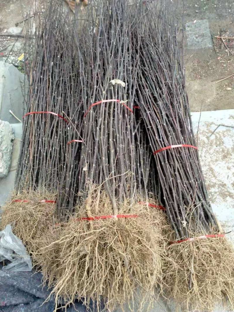 花椒苗大红袍花椒苗无刺花椒苗品种纯1-2年苗