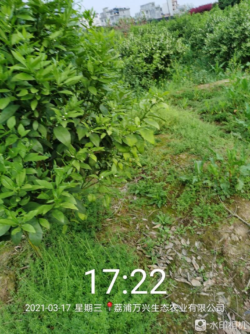荔浦万兴生态农业有限公司（沃柑挂果树）杯苗