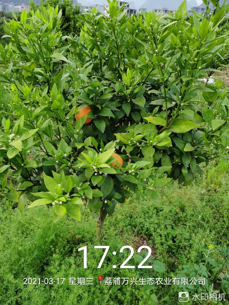 荔浦万兴生态农业有限公司（沃柑挂果树）杯苗