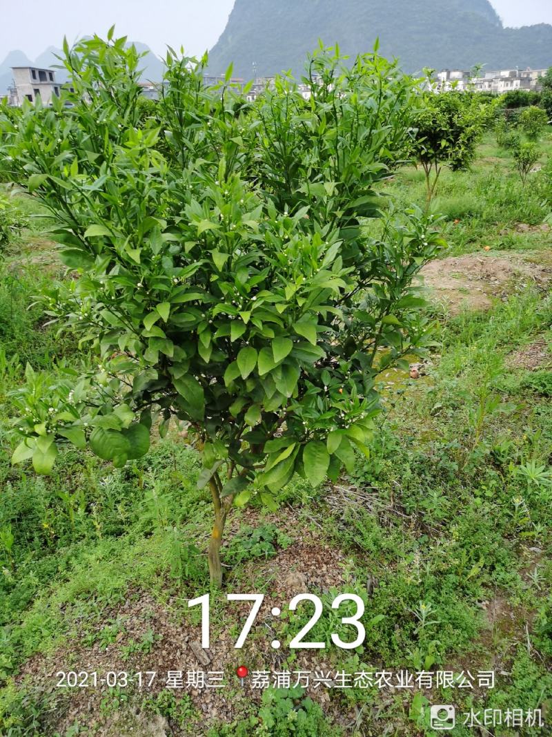 荔浦万兴生态农业有限公司（沃柑挂果树）杯苗