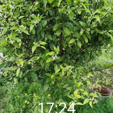 荔浦万兴生态农业有限公司（沃柑挂果树）杯苗