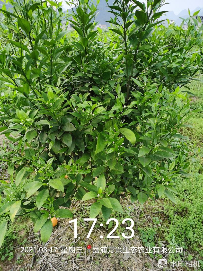 荔浦万兴生态农业有限公司（沃柑挂果树）杯苗
