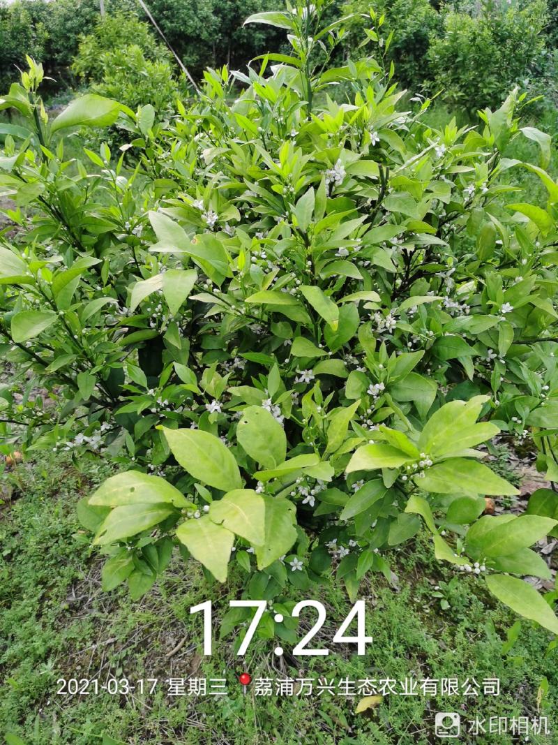 荔浦万兴生态农业有限公司（沃柑挂果树）杯苗