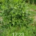 荔浦万兴生态农业有限公司（沃柑挂果树）杯苗