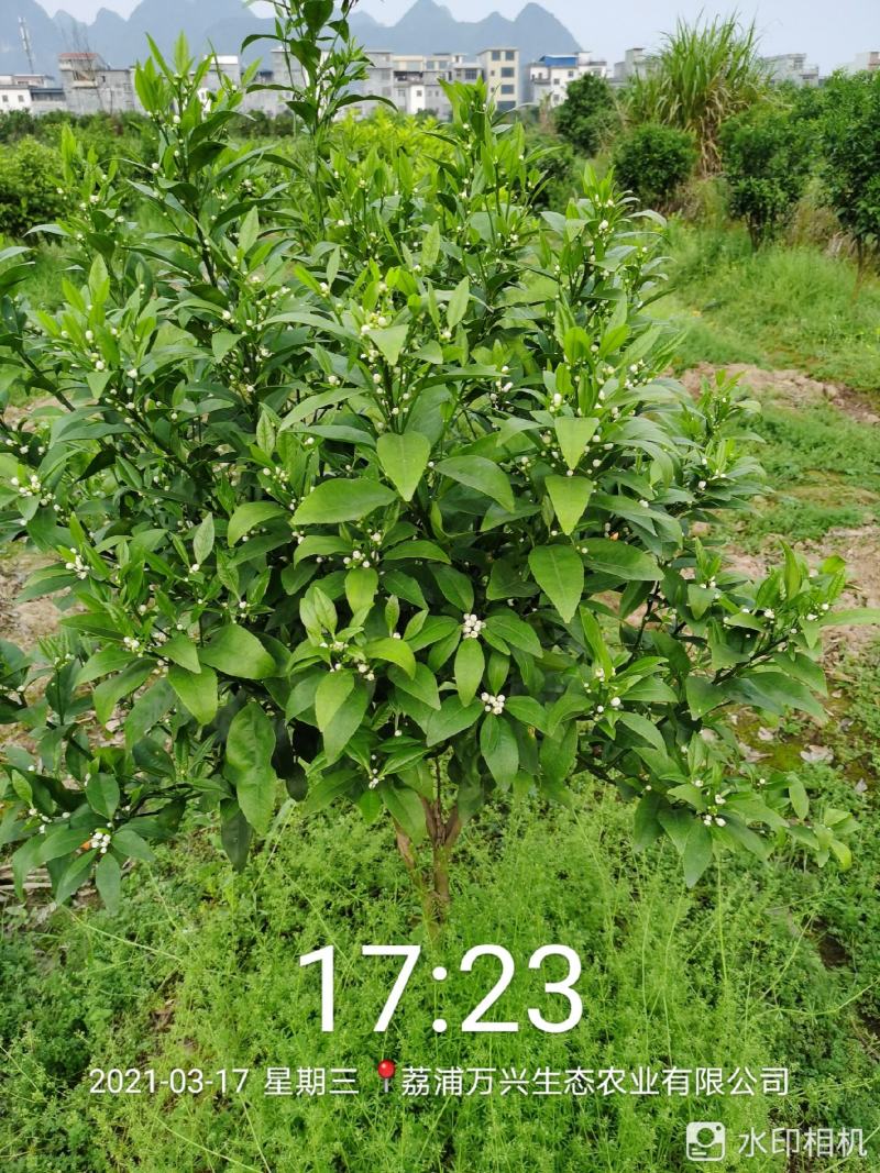 荔浦万兴生态农业有限公司（沃柑挂果树）杯苗