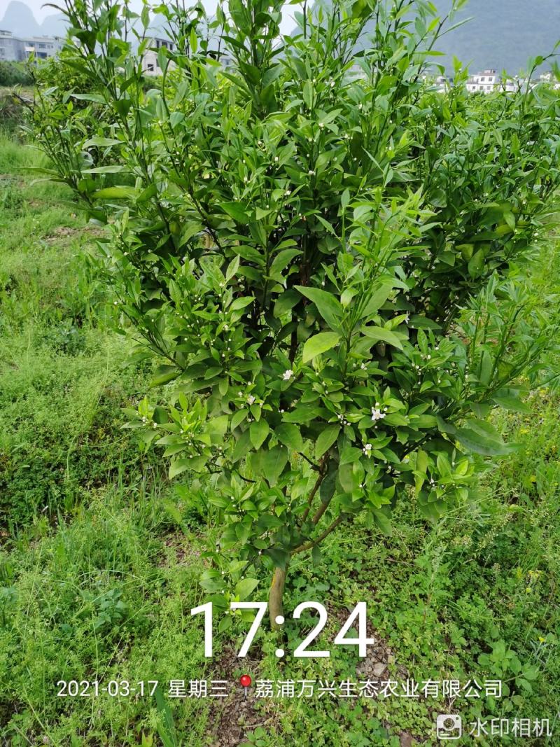 荔浦万兴生态农业有限公司（沃柑挂果树）杯苗