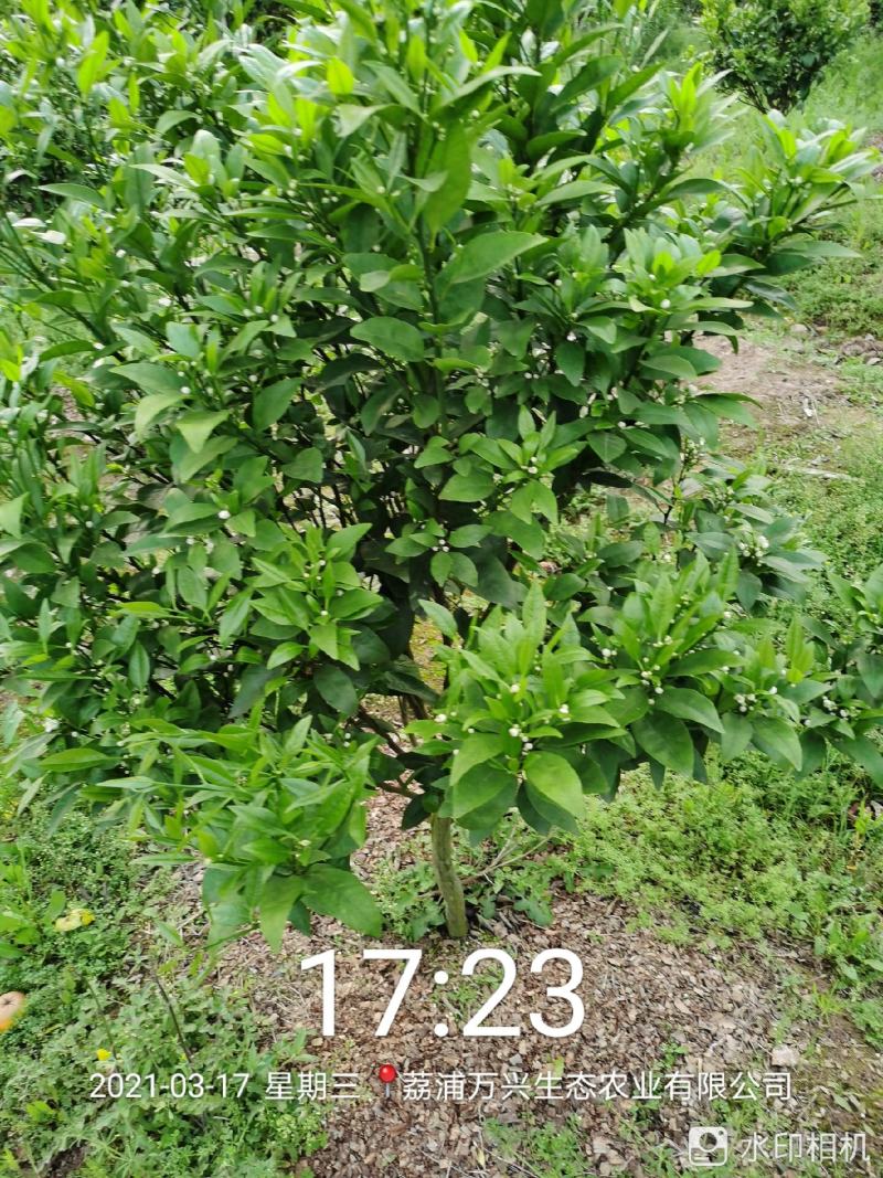 荔浦万兴生态农业有限公司（沃柑挂果树）杯苗