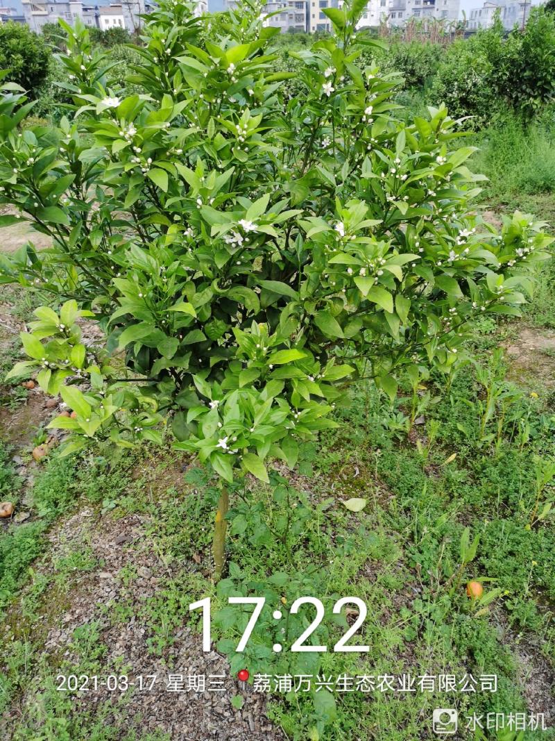荔浦万兴生态农业有限公司（沃柑挂果树）杯苗