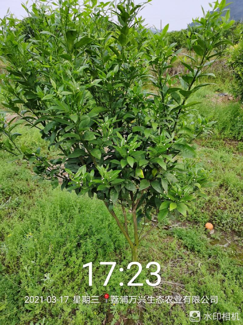 荔浦万兴生态农业有限公司（沃柑挂果树）杯苗