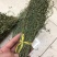 独脚金，颜色绿，干度好，一手货源，长期有货