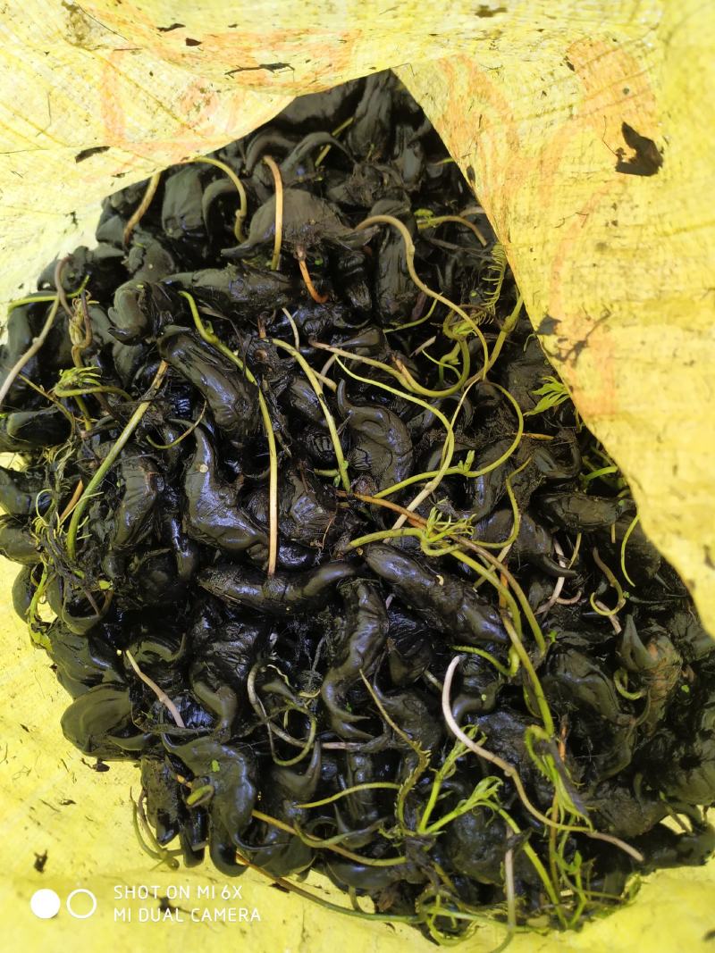 菱角种菱角苗菱角种苗青菱角种子种苗大菱角牛角菱两角