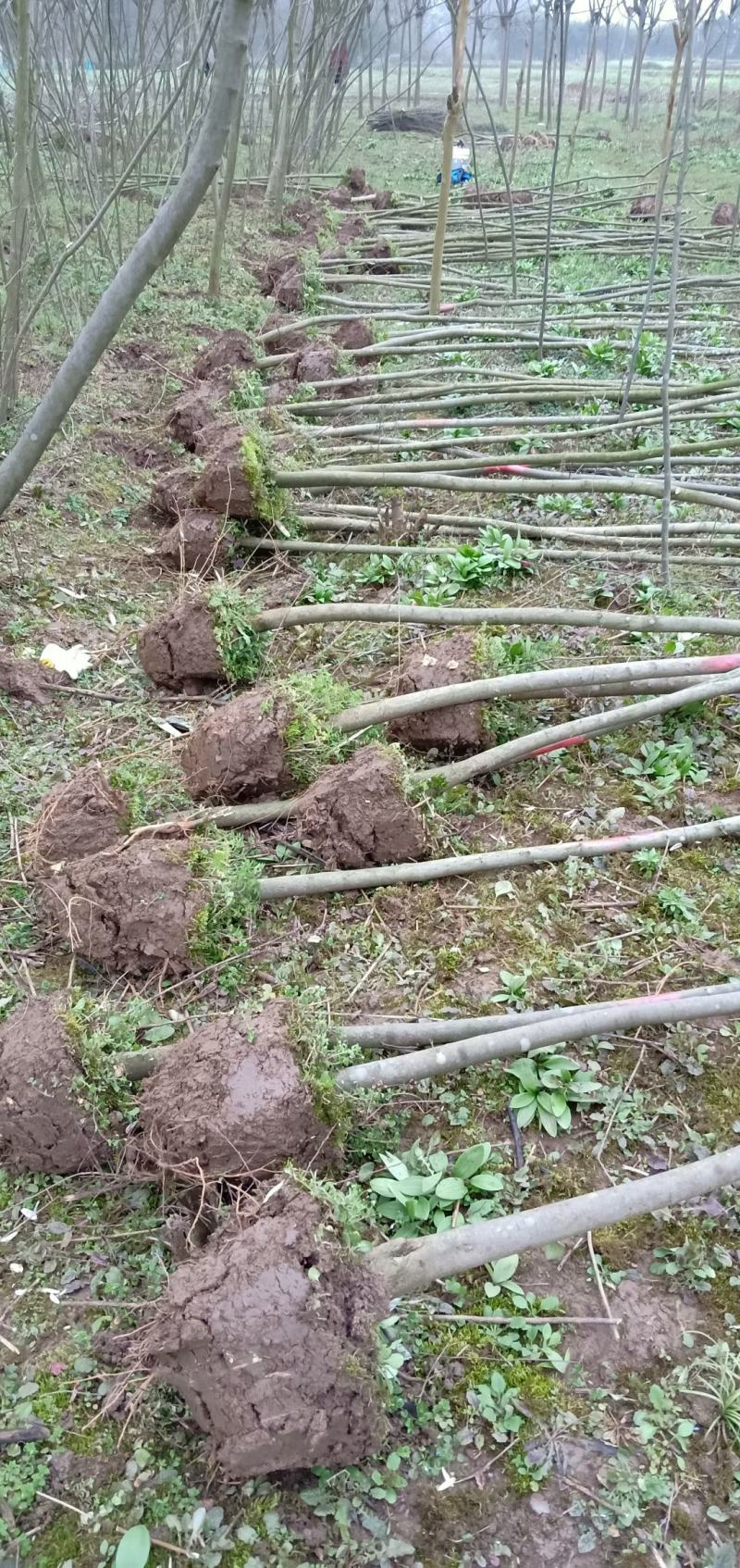 青檀苗木（优质乡土树种）