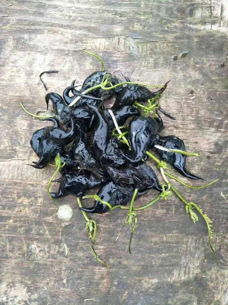 菱角种子菱角种苗菱角种菱角苗青菱角
