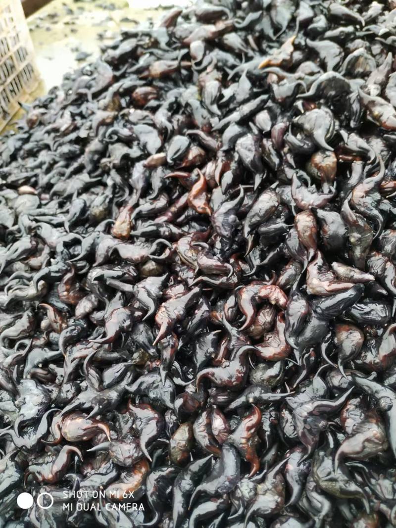 菱角种子菱角种苗菱角种菱角苗青菱角