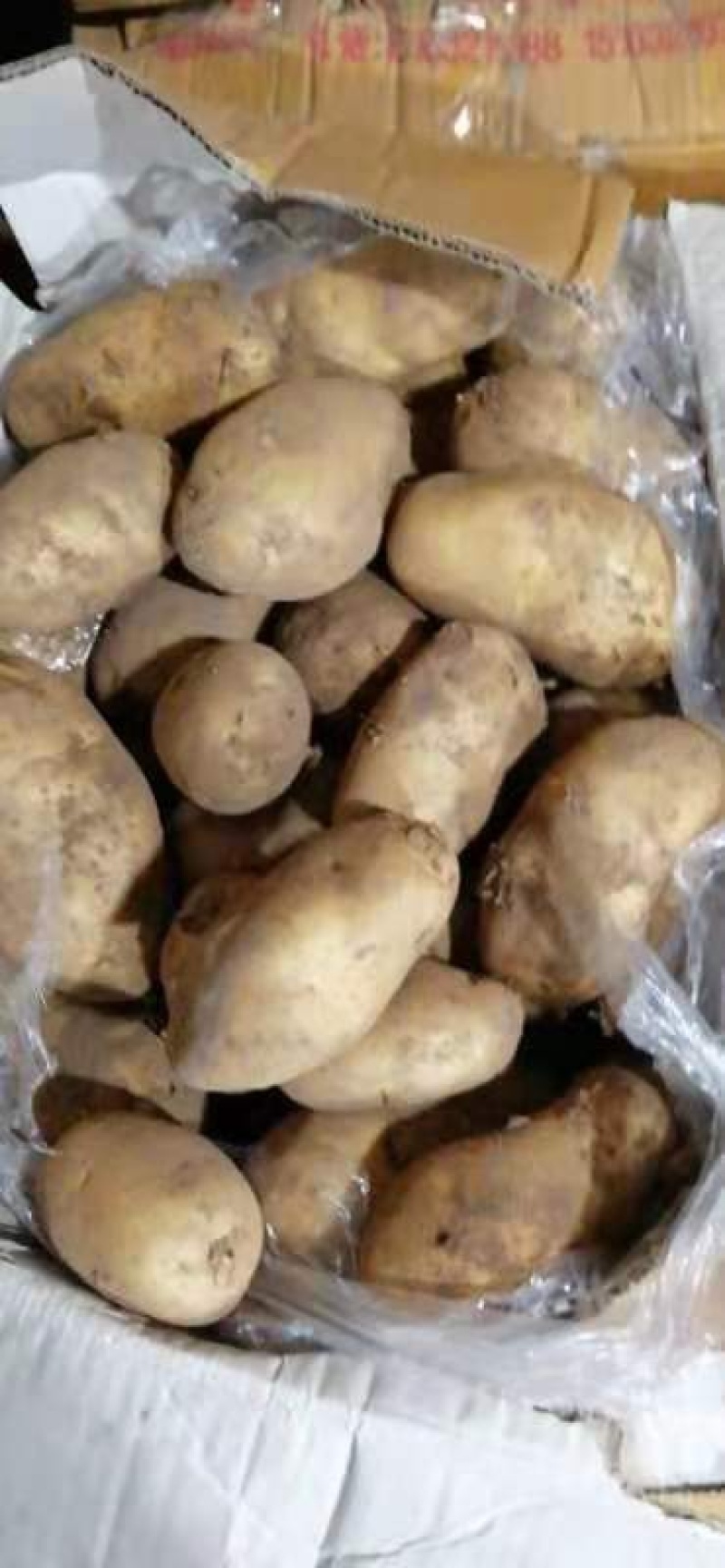 滨州惠民冷库土豆大量供应，价格低，质量好