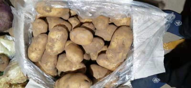 滨州惠民冷库土豆大量供应，价格低，质量好