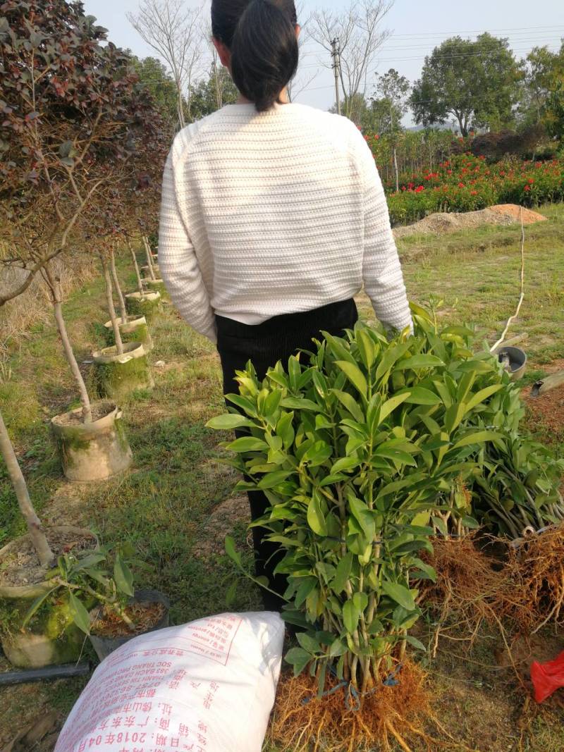 抢非洲茉莉一限购货(详情).60高*40冠精品货漂亮