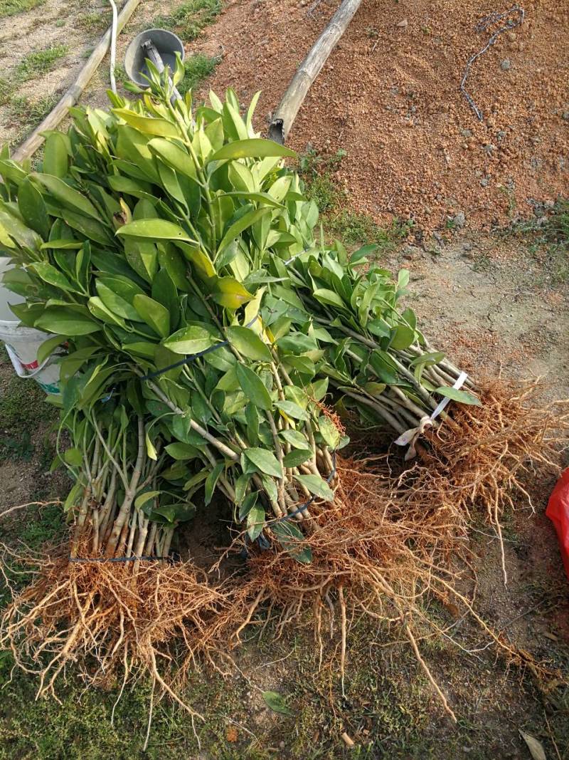 抢非洲茉莉一限购货(详情).60高*40冠精品货漂亮
