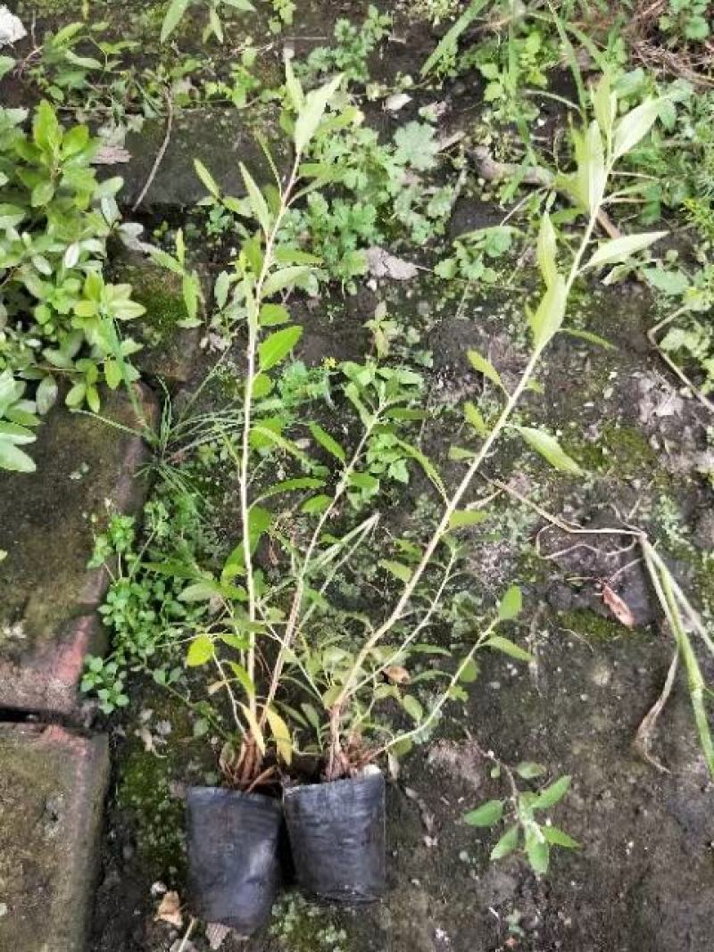 绿化苗木，满山红绿化