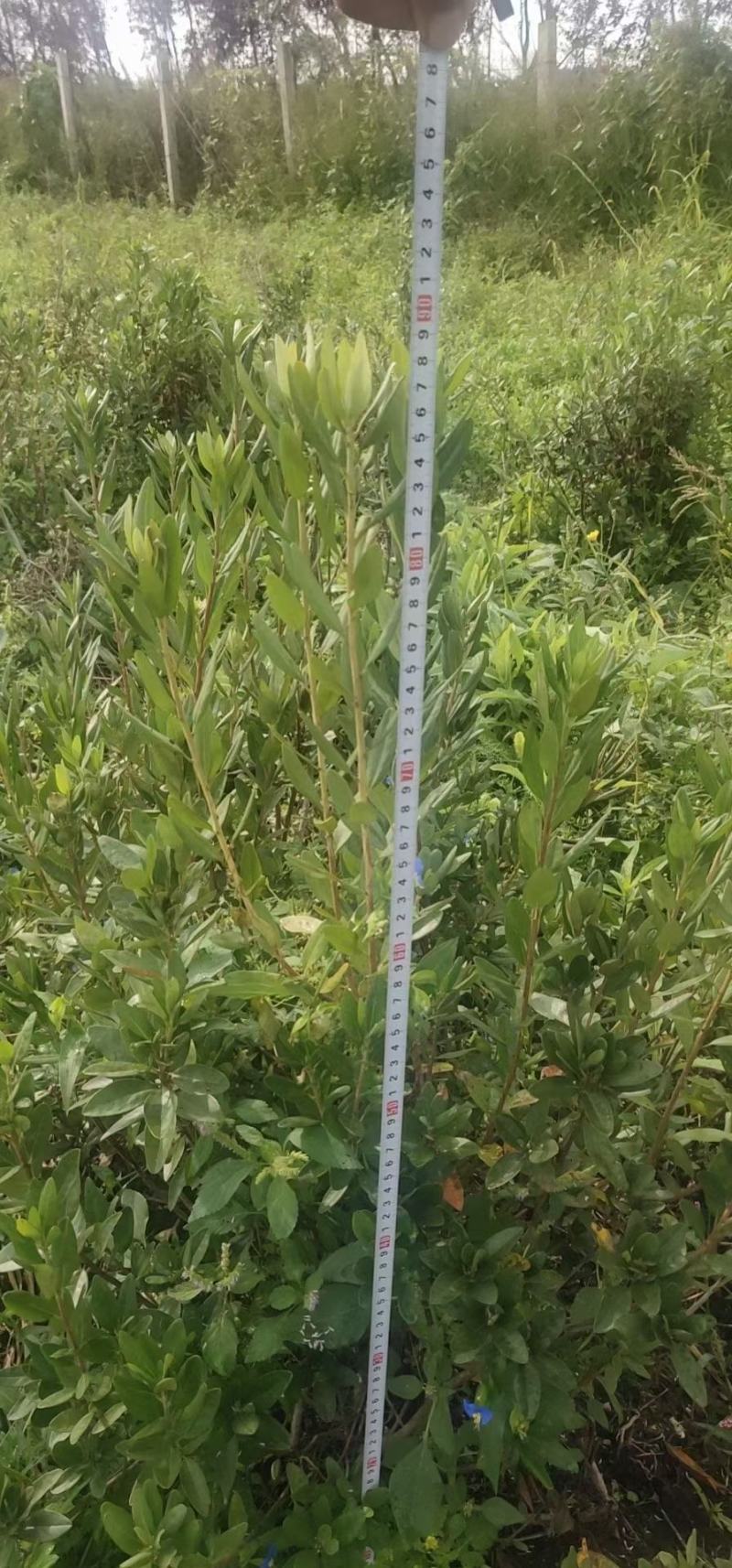绿化苗木，满山红绿化