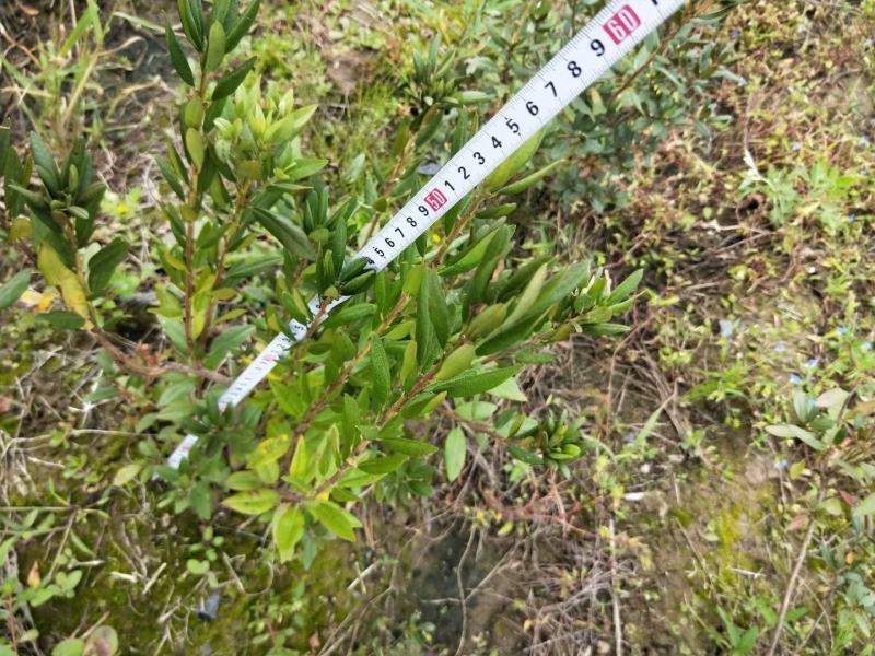 绿化苗木，满山红绿化