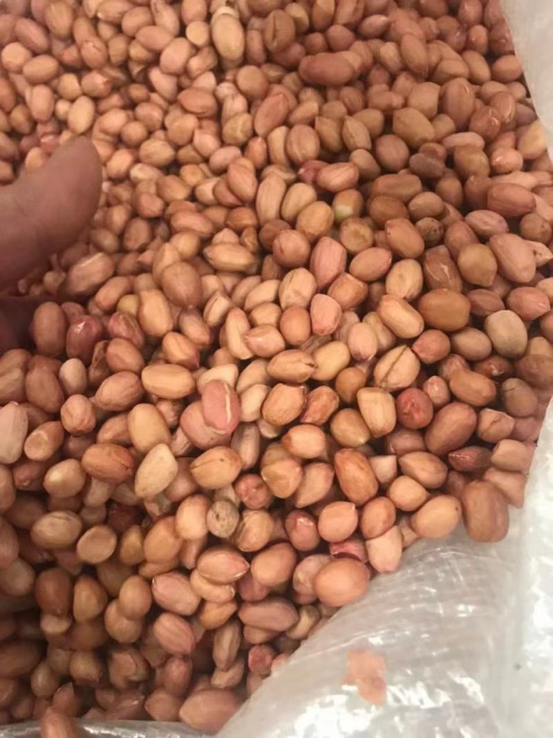 越南正规报关一级花生米