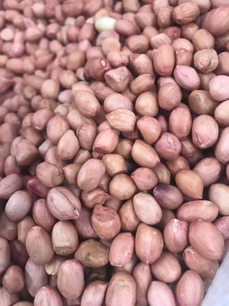 越南正规报关一级花生米